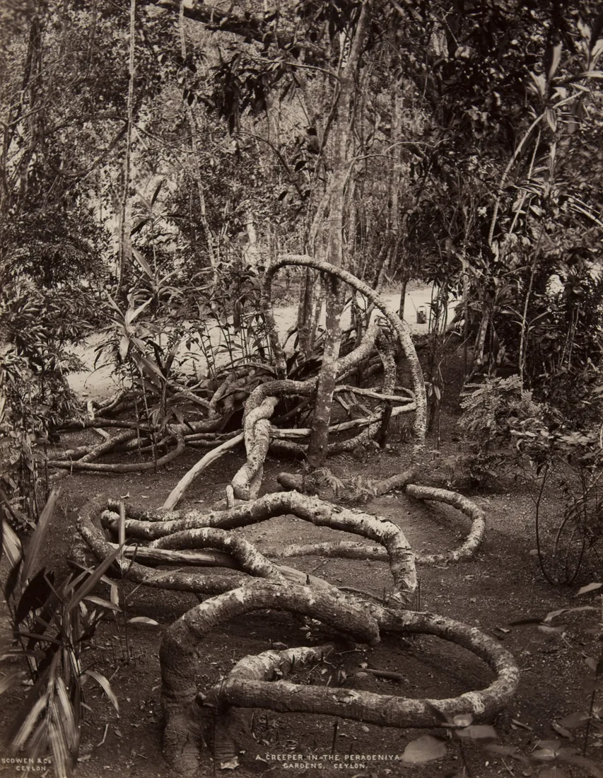 Albumen print by Charles Scowen, c.1870s–1880s, of a great flowering creeper winding through the Peradeniya Botanic Gardens, Ceylon.