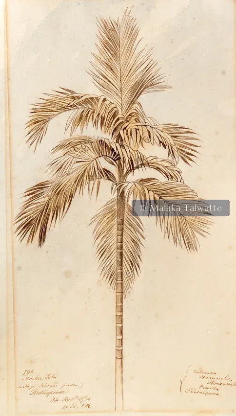 Edward Lear: 'Areka Palm in Hugh Nevill's Garden, Ratnapoora'.