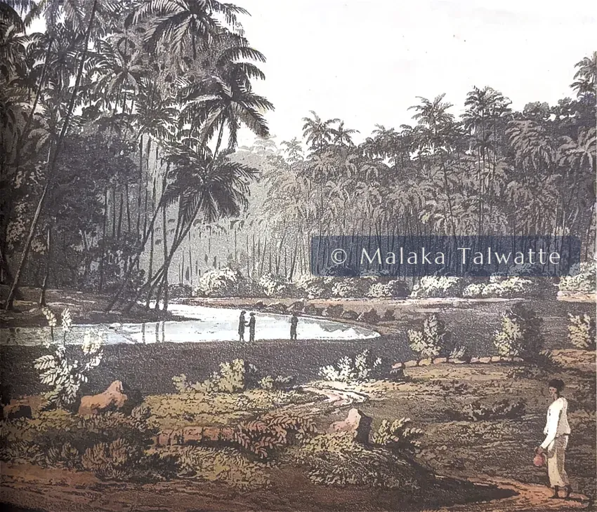 Henry Salt's 1809 aquatint view near Point de Galle, groves of coconut palms about a still stretch of water with small figures.