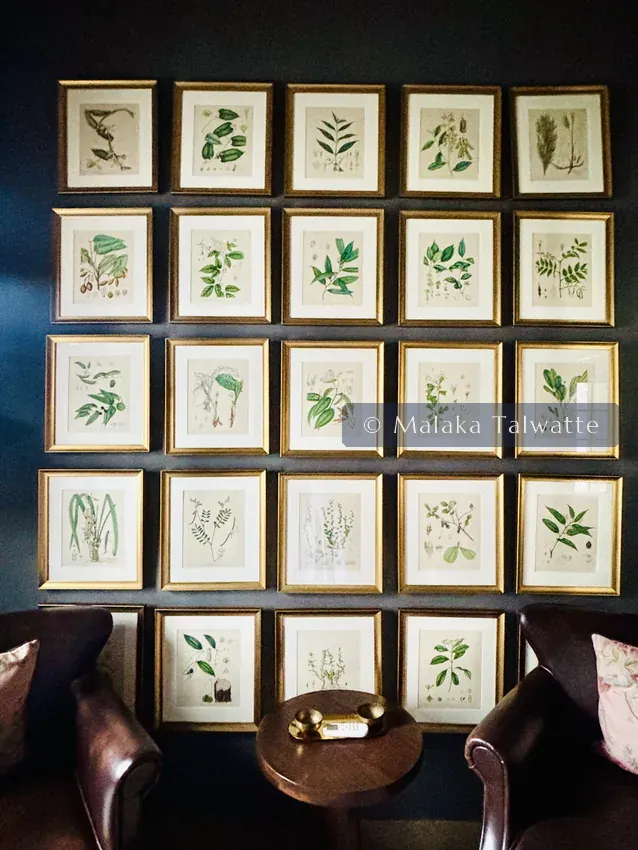 A wall of framed hand-coloured botanical plates from Henry Trimen's Hand-book to the Flora of Ceylon, from the Talwatte Collection.