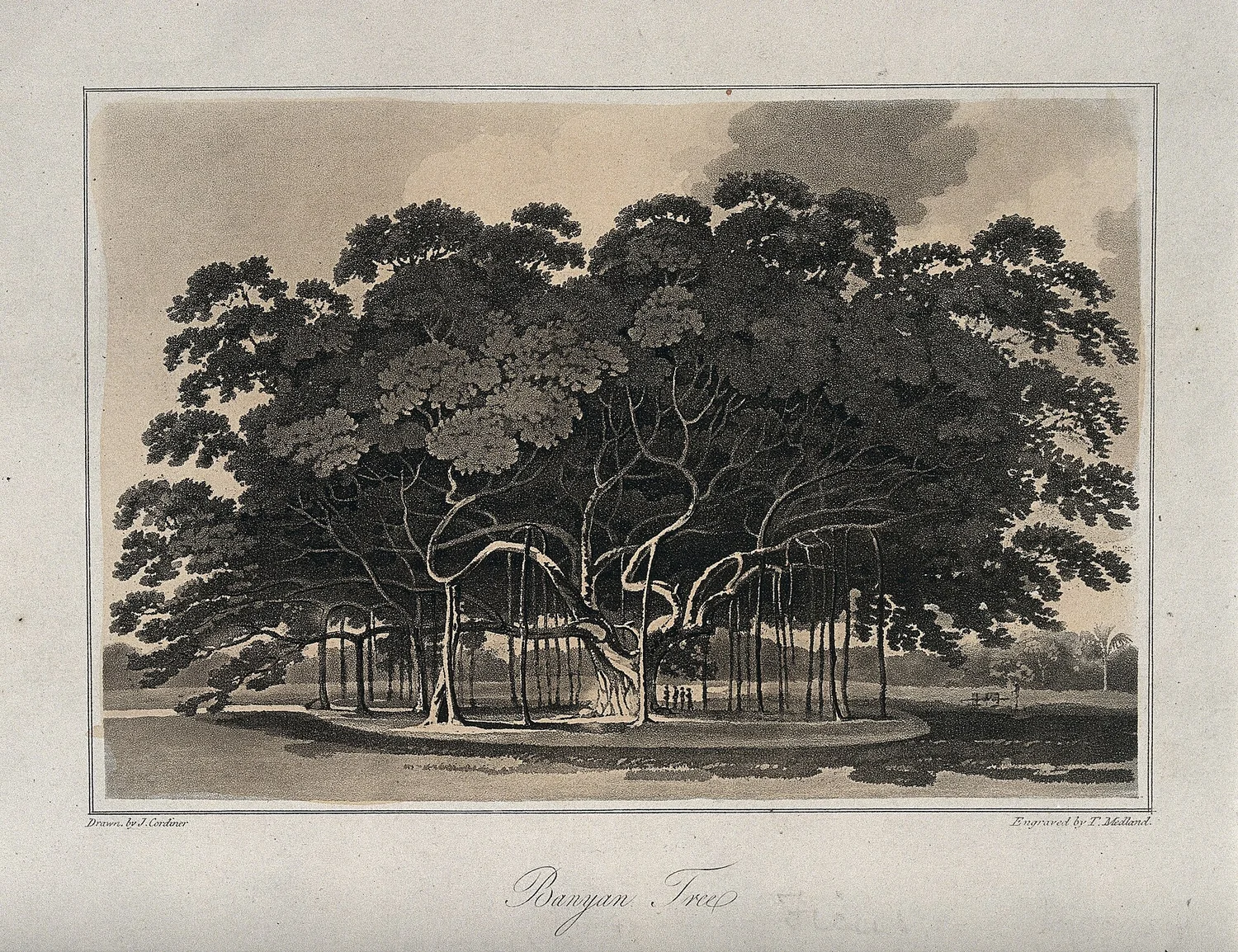 An 1807 aquatint of a great spreading banyan tree, from Cordiner's A Description of Ceylon.