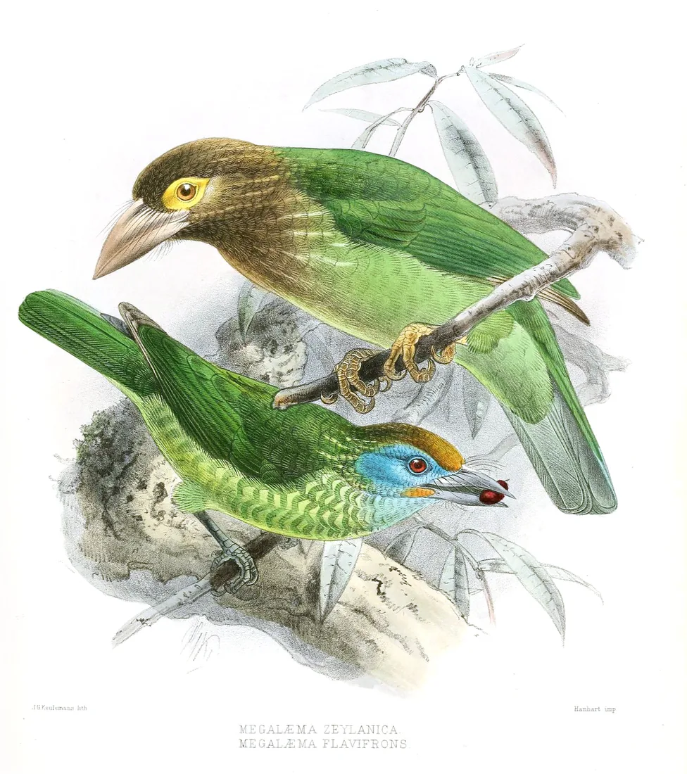 J.G. Keulemans, hand-coloured lithograph of two Ceylon barbets (Megalaima zeylanica and M. flavifrons) from Legge''s A History of the Birds of Ceylon, 1878.