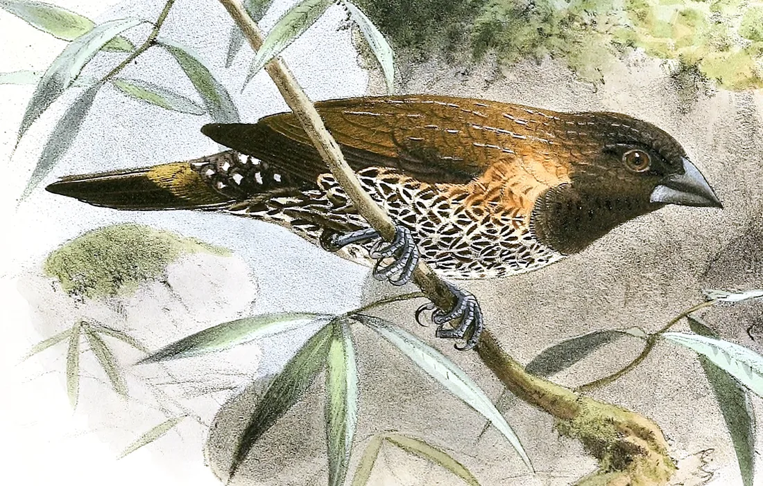 J.G. Keulemans, hand-coloured lithograph of the Ceylon hill munia (Lonchura kelaarti) from Legge''s A History of the Birds of Ceylon, 1880.