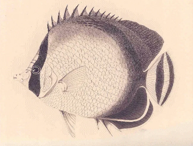 J.W. Bennett, hand-coloured plate of Chaetodon vagabundus, a Ceylon reef fish, from his Fishes Found on the Coast of Ceylon.