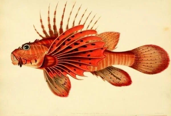 J.W. Bennett's hand-coloured plate of a red lionfish with long banded spines, drawn from a living specimen taken on the southern coast of Ceylon.