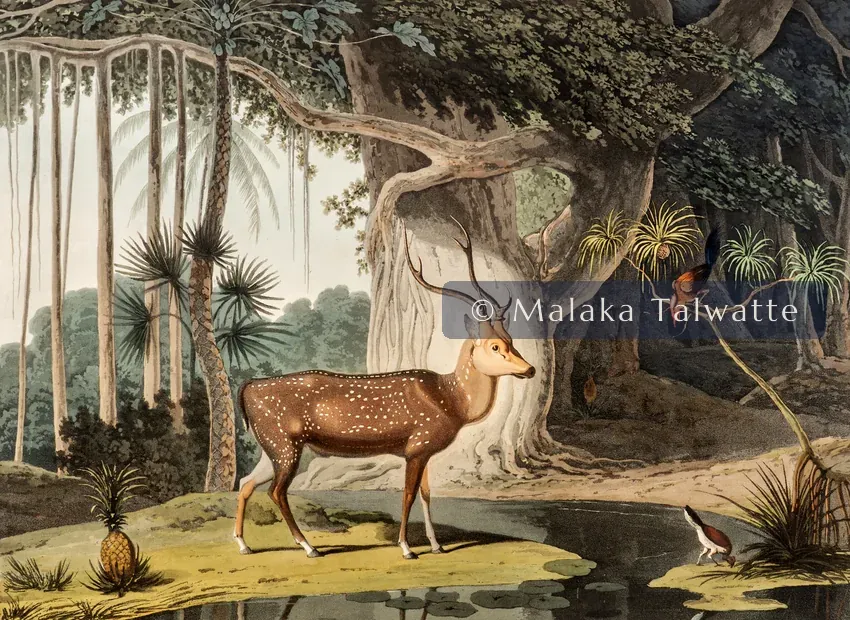 Samuel Daniell's 1808 aquatint: The Spotted Stag.