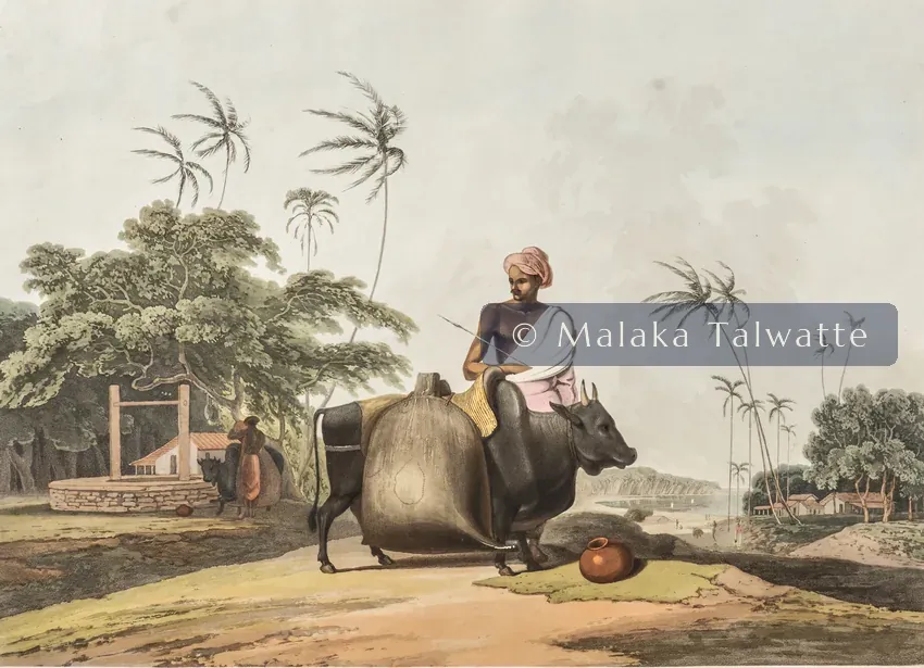Samuel Daniell's 1808 aquatint: The Water Carrier.