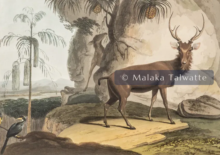 Samuel Daniell's 1808 aquatint: The Elk.