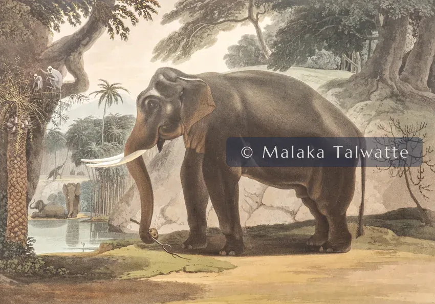 Samuel Daniell's 1808 aquatint: The Elephant.