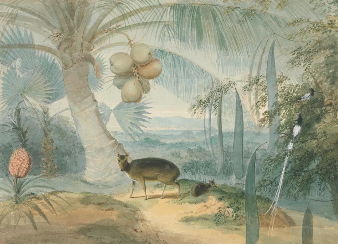 A Ceylon landscape drawn by Samuel Daniell and engraved by William Daniell for the 1808 suite, a barking deer and fawn with a pair of paradise fly-catchers among tropical foliage.