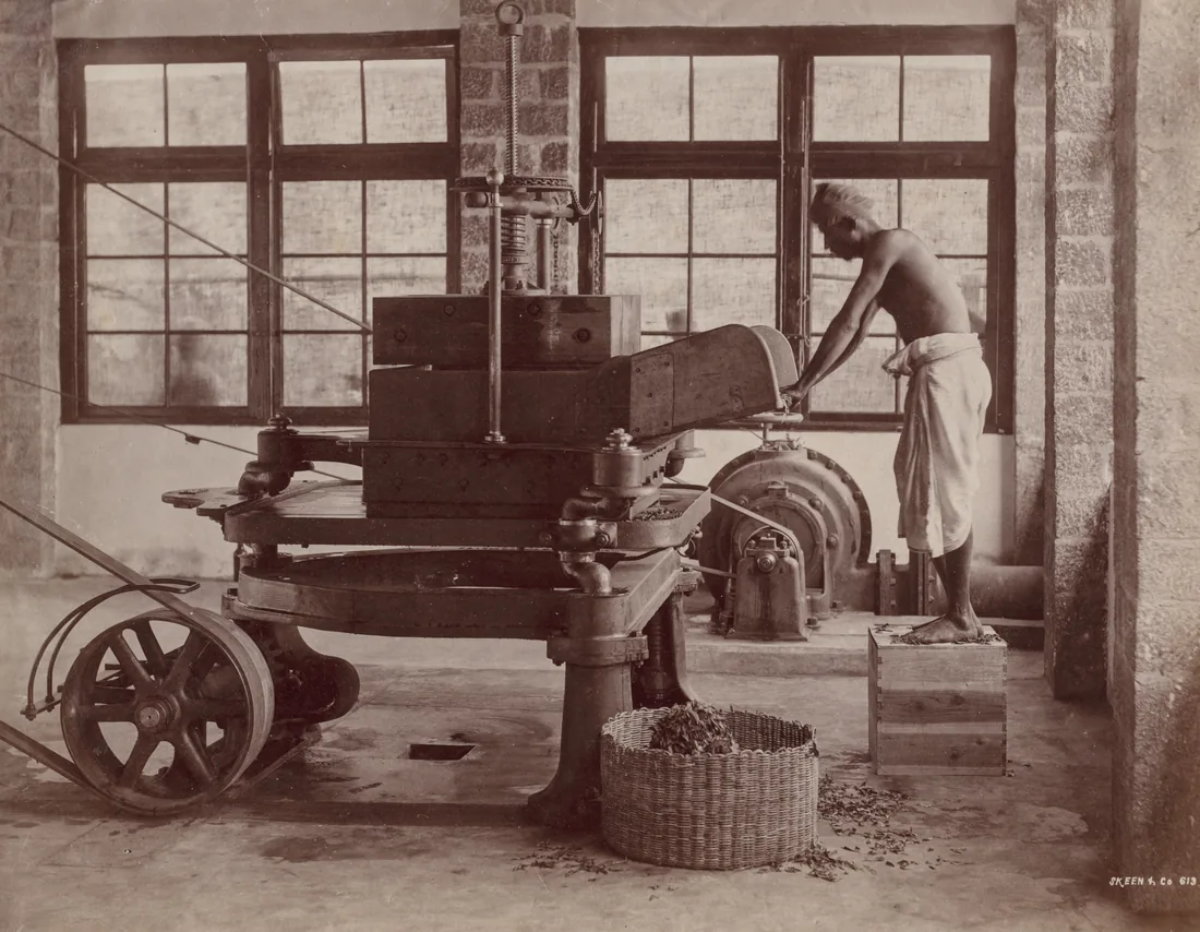 Skeen photograph of a Ceylonese worker feeding tea leaves into a processing machine on a Ceylon tea estate.