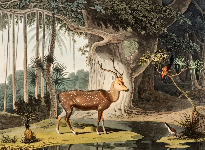 Samuel Daniell's 1808 aquatint: The Spotted Stag.