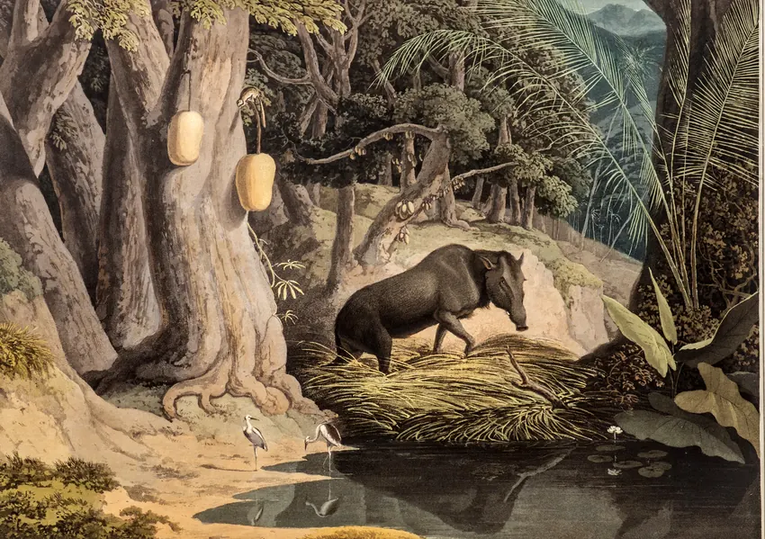 Samuel Daniell's 1808 aquatint: The Wild Hog.