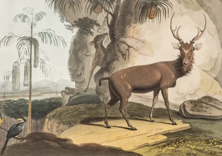 Samuel Daniell's 1808 aquatint: The Elk.