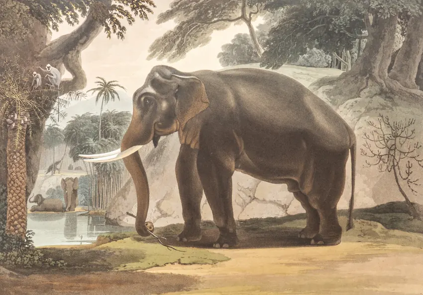 Samuel Daniell's 1808 aquatint: The Elephant.