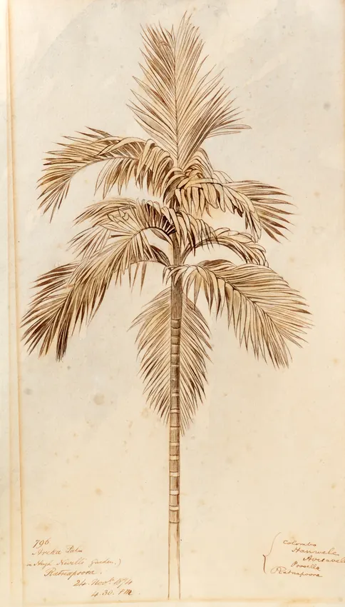Edward Lear: 'Areka Palm in Hugh Nevill's Garden, Ratnapoora'.