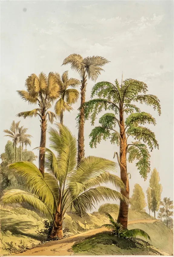 Captain Charles O'Brien: The Talipat in Flower.