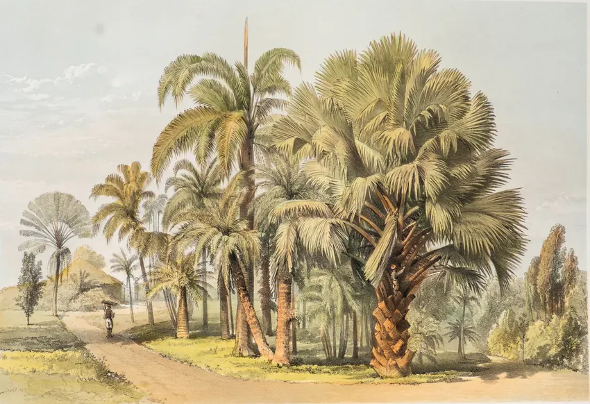 Captain Charles O'Brien: Paradinia Garden.