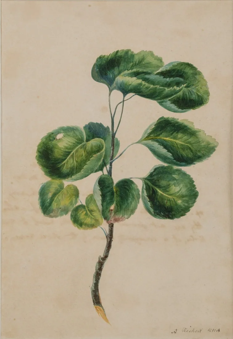 Branch of the Cup Leaf Tree, October 29, 1847. Watercolour. Collection: The Talwatte Collection.