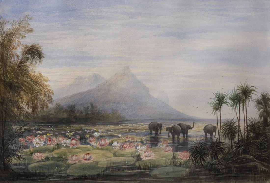 Andrew Nicholl watercolour, Elephants Watering Amongst Water Lilies, Ceylon, elephants at a lily-covered lake below a mountain peak.
